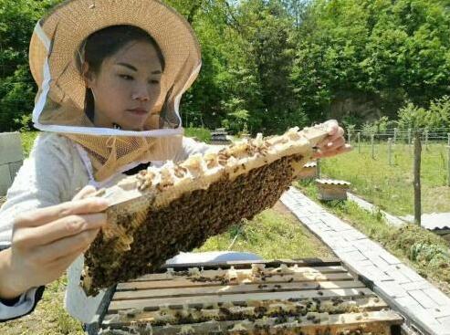 图为返乡扎根创业的养蜂姑娘周世红