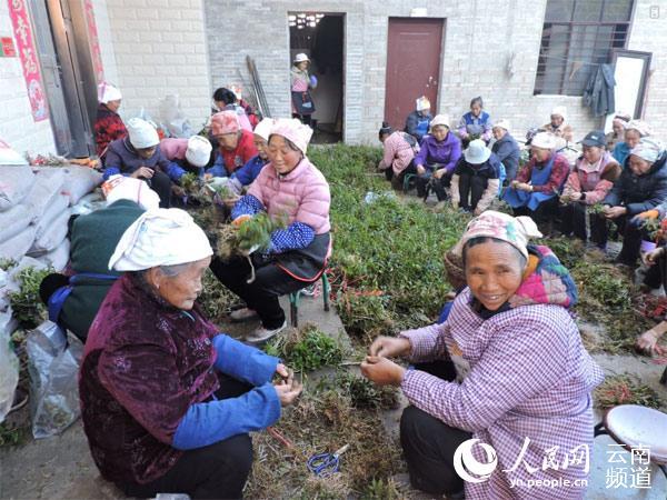 云南省文山州广南县当地群众正在分拣石斛。摄影：周艺畅